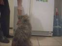 Cairn Terrier shows his tricks Cairn Terrier shows his tricks