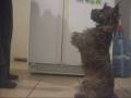 Cairn Terrier shows his tricks