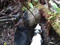 Knife Wild boar hunting in Hawaii with dogs