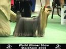 World Dog Show Stockholm 2008 - Yorkshire Terrier Open Dogs