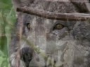 Survival of the Wolf Survival of the Wolf