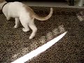 my kitten fighting epilady my kitten fighting epilady