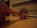 funny gerbil slide,MUST SEE!