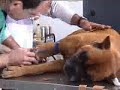 Veterinaria