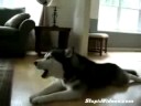singing husky dog singing husky dog