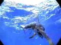 Swimming with Billfish