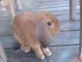 one of my rabbits that i had one of my rabbits that i had