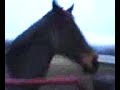 My horse is officialy CRAZY..