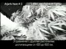 Green House Seed Arjan's Haze#3 Grow with Russian Subtitles Green House Seed Arjan's Haze#3 Grow with Russian Subtitles