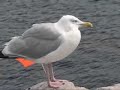 Ko?obrzeg-Bornholm