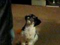 videos de Reggie & Wii