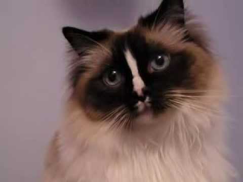 Ragdoll Videos 0 Ragdoll Videos