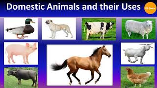 Domestic animals and their uses