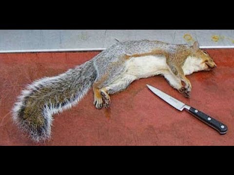 how to skin a squirrel for the skin