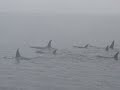 Killer Whales - Northern Residents - I15s-3 Killer Whales - Northern Residents - I15s-3
