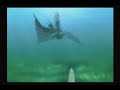 Plesioth Ecology