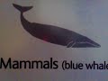 Real life size Blue Whale @ London Museum Real life size Blue Whale @ London Museum