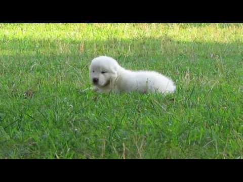 Great Pyrenees Male Puppy