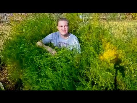 how to trim asparagus