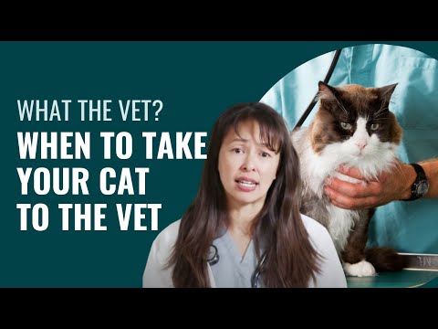 When to take your cat to the emergency vet | Dr. Justine Lee