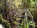 Everglades Experience with Sharol