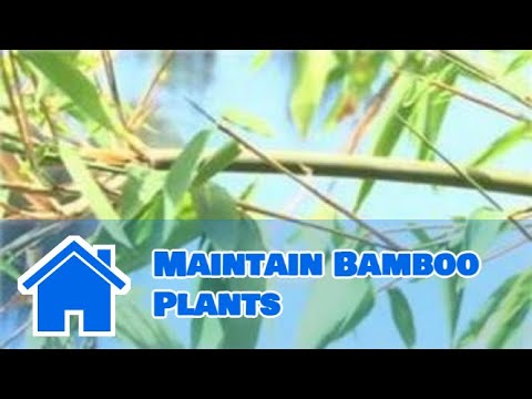 how to transplant bamboo trees
