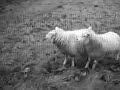 Schapen neuken Schapen neuken