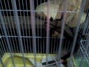 white tip sugar glider