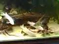 my fishtank