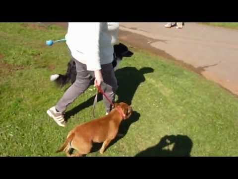 stopping your dog from pulling - How To Stop Your Dog From Pulling using a lead and collar with a simple innovative use of the lead, by Lynn Washbrook, The simple free method used will astou...