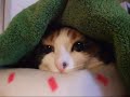 ユッケがちょっと変な顔して眠っていました。毛布をかけてあげると、うれしそうに中へもぐっていきました。しばらくして、ふと彼女を見ると、少しあつくなったのか、毛布から身体を出していました。その姿がとてもかわいくて、動画を撮影しました。最後のシーンでは、ユッケが私の手を引き寄せています。寝起きの時、ユッケはよくこうして私の手を引き寄せようとします。（*^-^*）●She put a chin on the bed and slept. I covered her with a blanket. She was in the blanket and slept. Then she came out of a blanket when she watched her several hours later. And she pulled my hand towards her. The figure was very pretty.o(^O^*=■ It is the day when she met me for the first time.http://calico4u.blog36.fc2.com/blog-date-20081015.html■ http://calico4u.blog36.fc2.com/ ←blog はこちらです。この動画は Corel VideoStudio 12 Plus という動画編集ソフトで編集しています。 (MP4 形式でエンコードしています。)