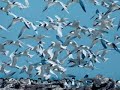Longer - Dan Fogelberg