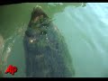 Raw Video: Manatee Rescued, Trucked to Fla.