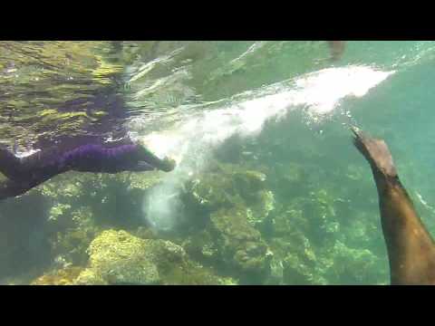 Snorkel with Sea Lions in Galapagos
