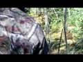 Ducking spruce grouse
