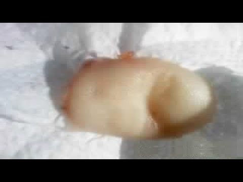 Carne humana en comida rápida