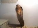 King Cobra exhibiting defensive behavior.  Hooding is designed to make him look more intimidating, which has a long history of doing to humans.