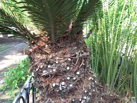how to trim sago palm video