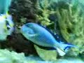Sohal Surgeon fish my best