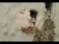 GHOST ANTS FLORIDA , ants largo, pinellas, clearwater, st.petersburg,dunedin,palm harbor,