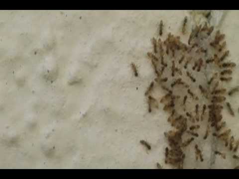 how to eliminate ghost ants