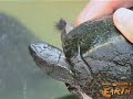Eaten to Extinction