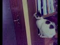 pisellino leoni che apre la porta