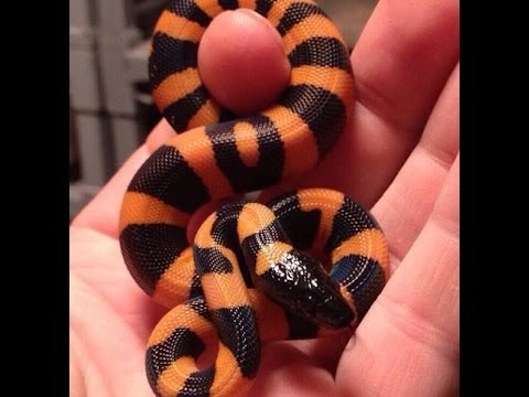 YouTube reptile video