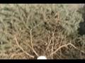 videos de lets have a look see here
