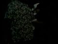 el itz cumpliendo