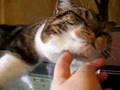 オモローな猫！？