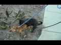 dog humping  sexy paco