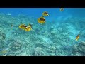 Paradise Reef (Egitto)