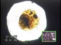 Oil generation from torbanite (C31)